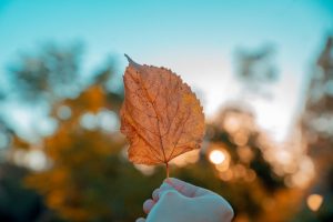 fall